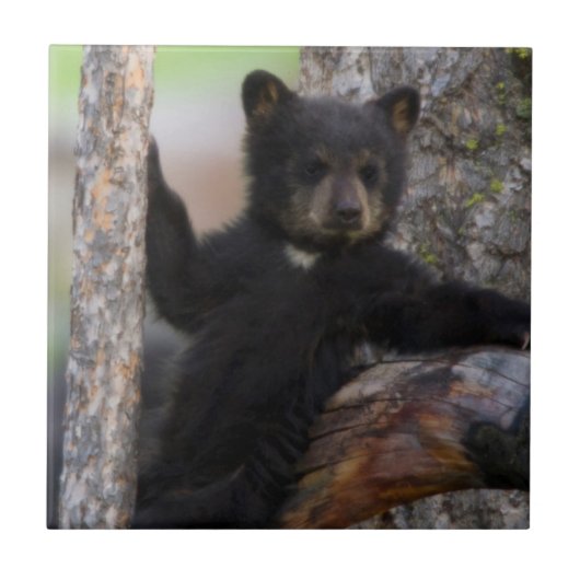 Carreau Oursons de l'ours noir se reposant (Devant)