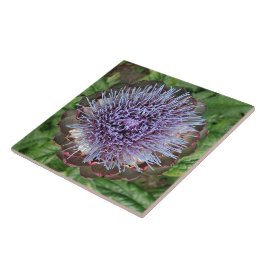 Carreau Ouvrez la fleur d'artichaut. Pourpre (Côté)