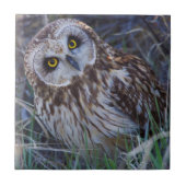 Carreau Owl short-eared (Devant)
