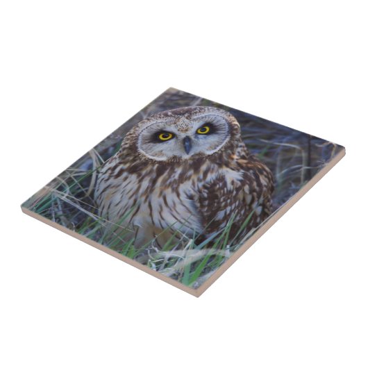 Carreau Owl short-eared (Côté)