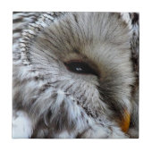 CARREAU OWLS (Devant)