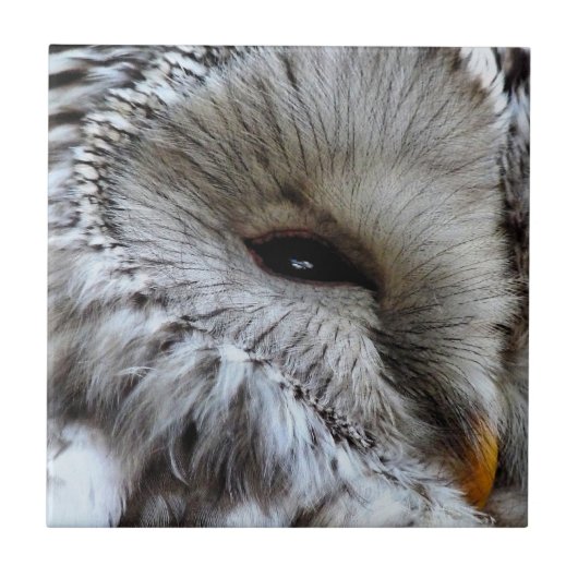 CARREAU OWLS (Devant)