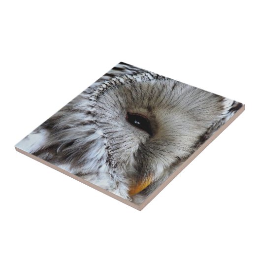 CARREAU OWLS (Côté)