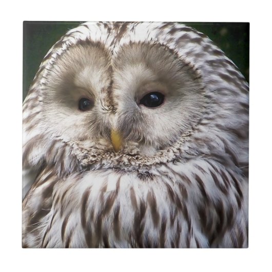 CARREAU OWLS (Devant)