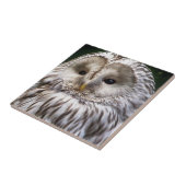 CARREAU OWLS (Côté)