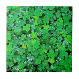 Carreau Oxalis des Bois au Printemps