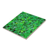 Carreau Oxalis des Bois au Printemps (Côté)
