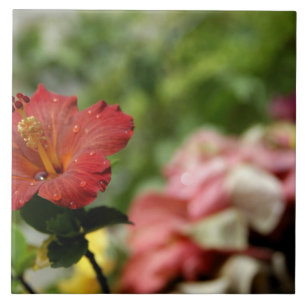 Carreau Pacifique Sud, Polynésie française, Société 2