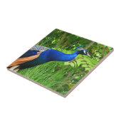 Carreau Pacock (Côté)