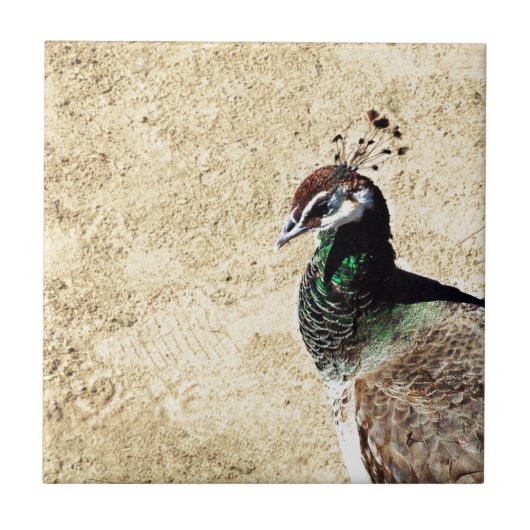 Carreau Pacock (Devant)