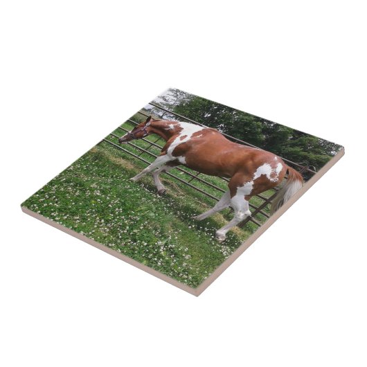 Carreau Paint Horse Mare Nommé Flashy (Côté)