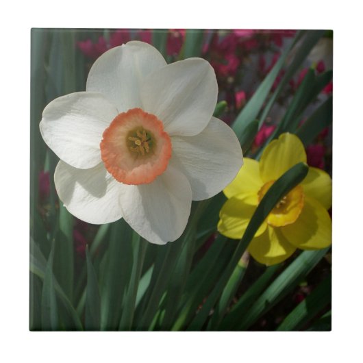 Carreau Pair of Daffodils Pink and Yellow Spring Flowers (Devant)
