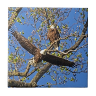 Carreau Paire d'aigle