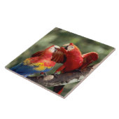 Carreau Paire de Scarlet Macaws (Côté)