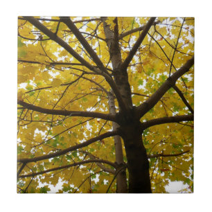 Carreau Paire d'érables jaunes Automne Nature