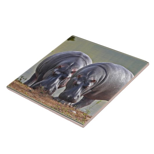 Carreau Paire d'hippopotames (Côté)
