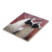 Carreau Paires de lamas (Côté)