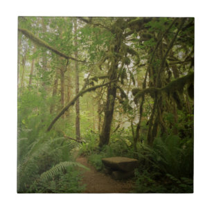 Carreau Paisible Green Forest Trail à Washington