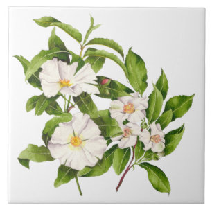 Carreau 'Paix sur terre' sur un carrelage en céramique