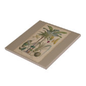 Carreau Palm Antique Fruit Tropical Art Botanique (Côté)