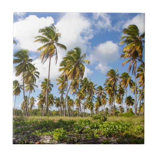 Carreau Palm trees on the beach of Isla Saona (Devant)