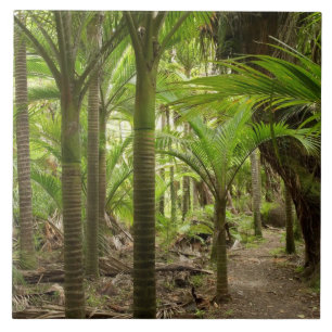 Carreau Palmiers Nikau, Heaphy Track, près de Karamea,