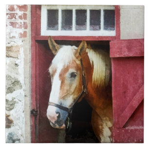 Carreau Palomino par la porte de la grange