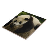 Carreau Panda bébé géant (Ailuropoda melanoleuca) (Côté)