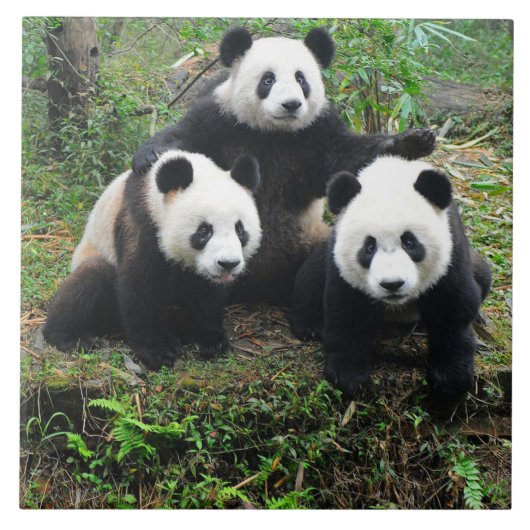 CARREAU PANDA CUB (Devant)