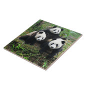 CARREAU PANDA CUB (Côté)
