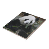 Carreau Panda géant (Côté)