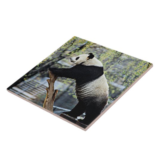 Carreau Panda géant (Côté)