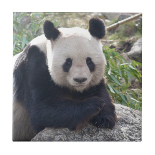 Carreau Panda Géant Amical (Devant)