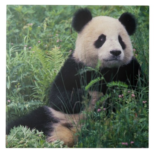 Carreau Panda géant dans l'herbe, vallée de Wolong, Sichua (Devant)