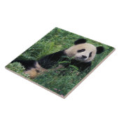 Carreau Panda géant dans l'herbe, vallée de Wolong, Sichua (Côté)
