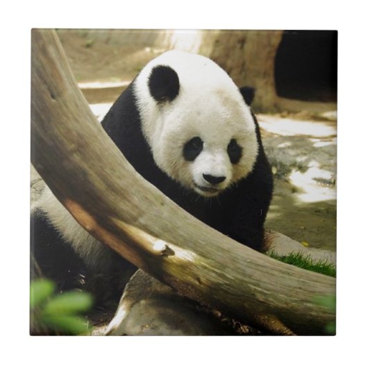 Carreau Panda géant Gao Gao au zoo de San Diego (Devant)