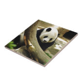 Carreau Panda géant Gao Gao au zoo de San Diego (Côté)