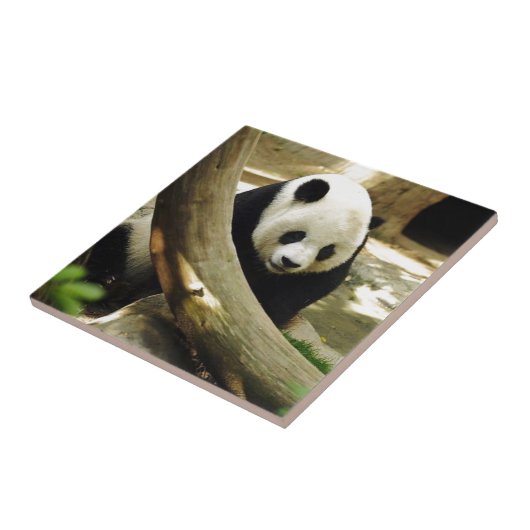 Carreau Panda géant Gao Gao au zoo de San Diego (Côté)