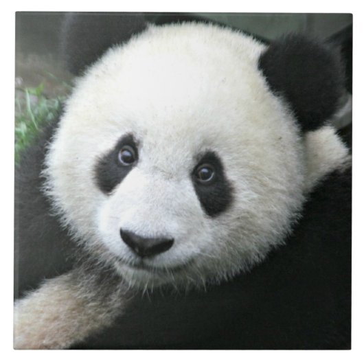 Carreau Panda géant se reposant dans une prairie verte (Devant)
