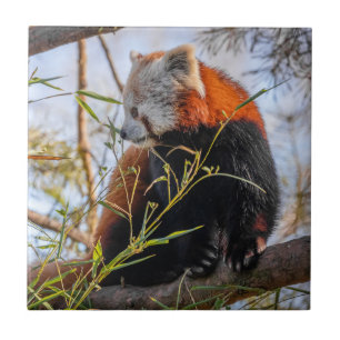 Carreau Panda rouge
