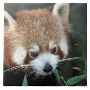 Carreau Panda roux, Taronga Zoo, Sydney, Australie