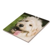 Carreau Panneaux de coquelicot de Goldendoodle (Côté)