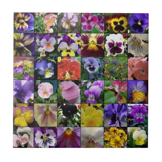 Carreau Pansies (Devant)