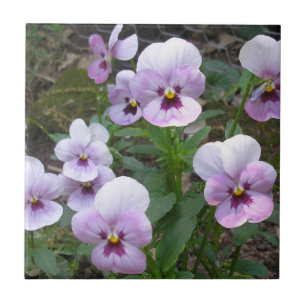 Carreau Pansies