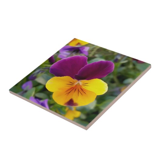 Carreau Pansies lumineuses (Côté)
