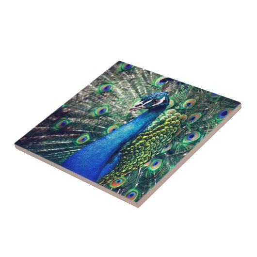 Carreau paon (Côté)