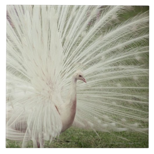 Carreau Paon albinos (Devant)