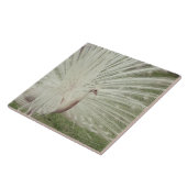 Carreau Paon albinos (Côté)