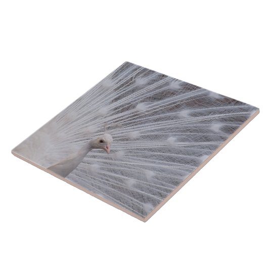 Carreau Paon blanc (Côté)