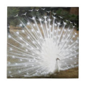 Carreau Paon blanc (Devant)